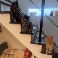 見つめ合う両端に座る猫たち