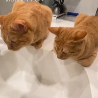 洗い場のそばに香箱座りして洗い物を見る2匹の猫