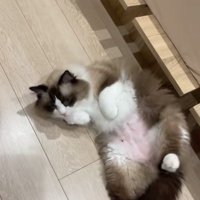 体を起こそうとしているひっくり返った猫