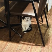 椅子の下でお座りをしている猫