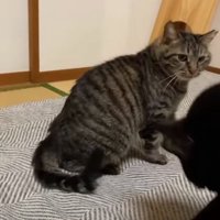 振り返る猫