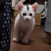 飼い主と目が合って立ち止まる子猫