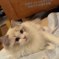 飼い主に視線を向ける猫