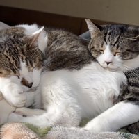 布団の上でくっついて寝る2匹のキジ白猫