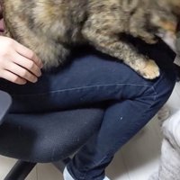 たたかれるももちゃん
