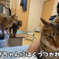 3匹の猫