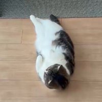 寝転がったまま顔を上げる猫