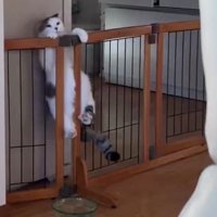 前足を柵にかけて、落ちないように踏ん張る猫