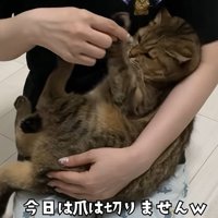 赤ちゃん抱っこをされる猫（今日は爪はきりませんｗ）