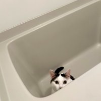 風呂から覗く猫