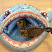 プールにいる2匹の猫