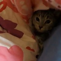 布団の中で横になっている猫