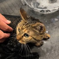 ネットから顔を出す子猫