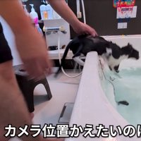 浴槽に戻る猫