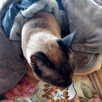 布団に入りながら食べる猫