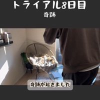 椅子の上で寝ている2匹の猫とそれを撮影している人