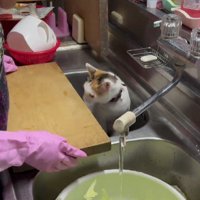 調理中のおばあちゃんと猫