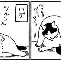 お腹を舐める猫の絵
