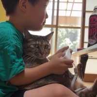 ゲームをしている男の子と猫