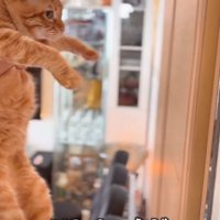 茶トラの猫