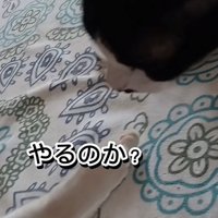 「やるのか？」のテロップ写真