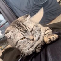 お腹の上に乗る猫