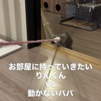 猫じゃらしを持っている猫