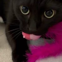 おもちゃを咥える猫