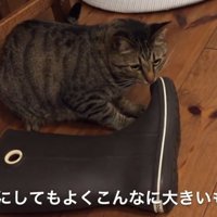 長靴の先端を齧る猫（それにしてもよくこんなに大きいものを）