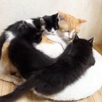 子猫たちに囲まれるむぎくん