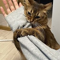飼い主の腕を甘噛みする猫