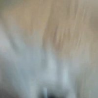 怒ってブレる猫