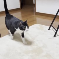 歩く猫