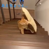 必死な猫