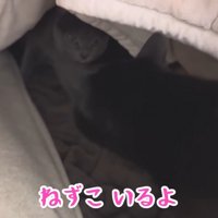 テロップ「ねずこいるよ」