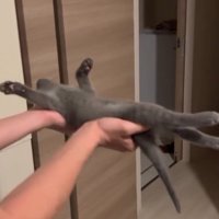 四肢をピンと伸ばして眠る子猫