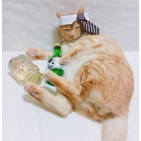 猫と酒