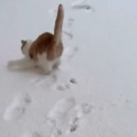 雪の上を歩く猫