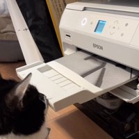 プリンター前に座る猫5