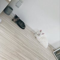 近くでくつろぐ子猫と白猫