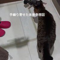 子猫を追う猫