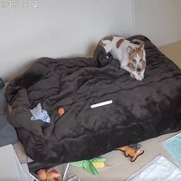ベッドの上の犬