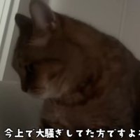 ベッドにいる猫