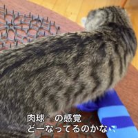 猫よけマットの上を歩く猫を見て、心配になる飼い主