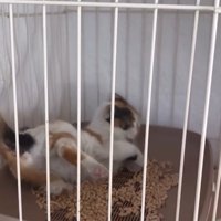 トイレで転倒する猫