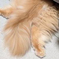 猫の後ろ足