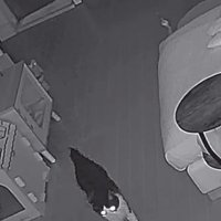 動きを止める猫