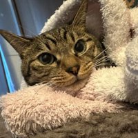 くつろいでいる猫