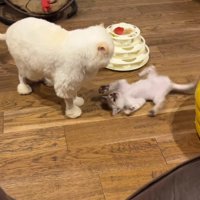 自分を見つめてくる成猫を見上げながら、体をくねらせる子猫