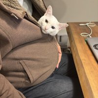 服の中から顔を出す猫